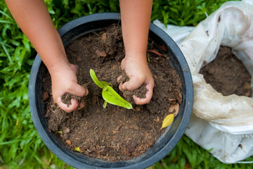 Top view Little Girl's hands putting soil in plant pot.