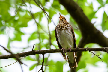 Hermit Thrush Perched On Limb-5522
