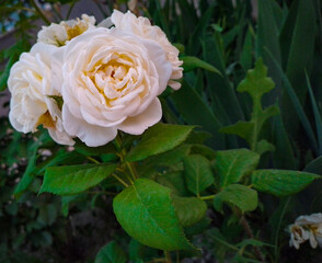 vanilla rose in garden against green leaves