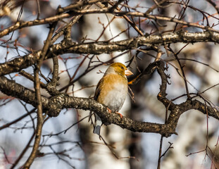 robin on branch