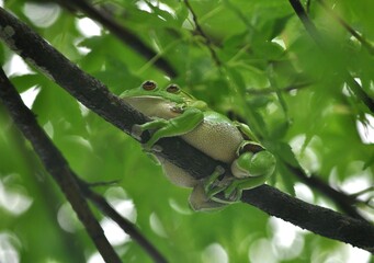 モリアオガエル