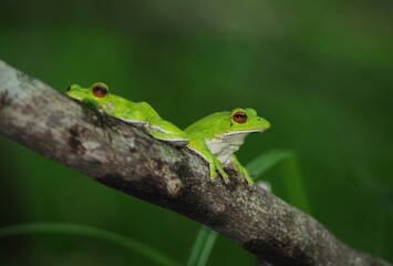 モリアオガエル