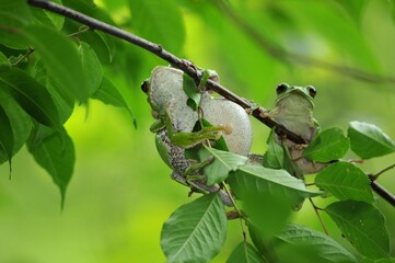 モリアオガエル