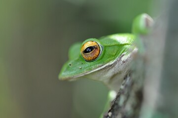 モリアオガエル