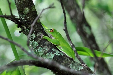 モリアオガエル