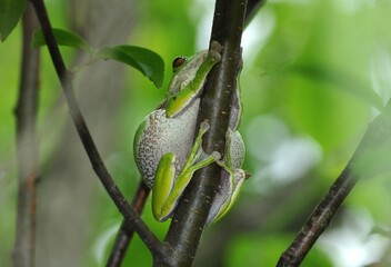 モリアオガエル