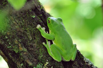 モリアオガエル