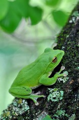 モリアオガエル