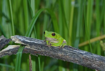 モリアオガエル