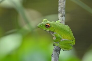 モリアオガエル