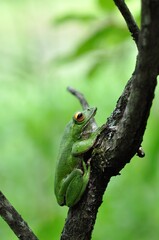 モリアオガエル