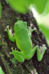 モリアオガエル