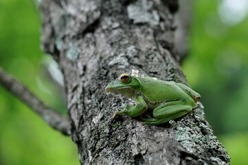 モリアオガエル