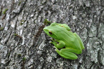 モリアオガエル