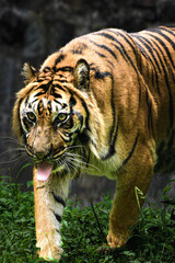 Fototapeta premium The Tiger Expression ready to pounce, Panthera tigris is the largest living cat species and a member of the genus Panthera.