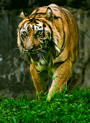 The Tiger Expression ready to pounce, Panthera tigris  is the largest living cat species and a member of the genus Panthera.