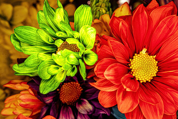 Grouping of vibrant color daisies up close