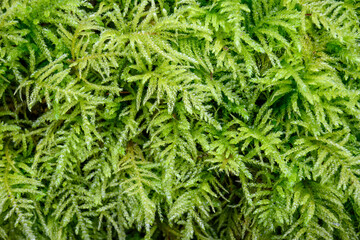Closeup of vibrant green feathery moss growing in the woods, as a nature background
