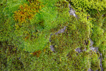 Closeup of wet green moss growing on a rock, as a nature background
