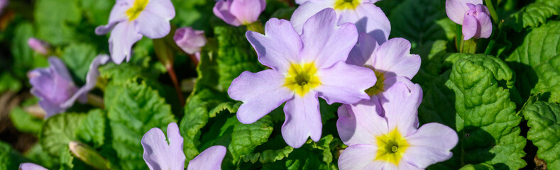 Closeup of light pink primrose blooming in a spring garden on a sunny day
