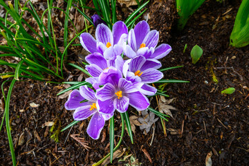 Purple crocus plant blooming in a wet garden after a rain, signs of spring
