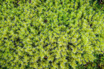 Closeup of vibrant green feathery moss growing in the woods, as a nature background
