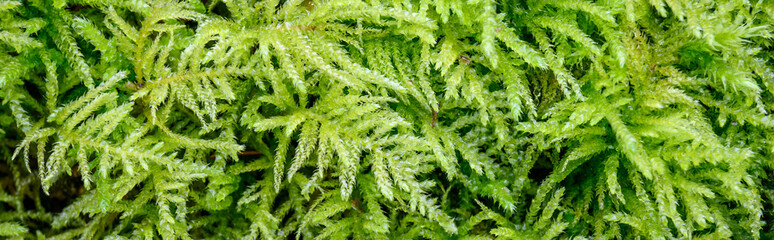 Closeup of vibrant green feathery moss growing in the woods, as a nature background
