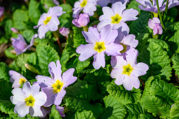 Closeup of light pink primrose blooming in a spring garden on a sunny day
