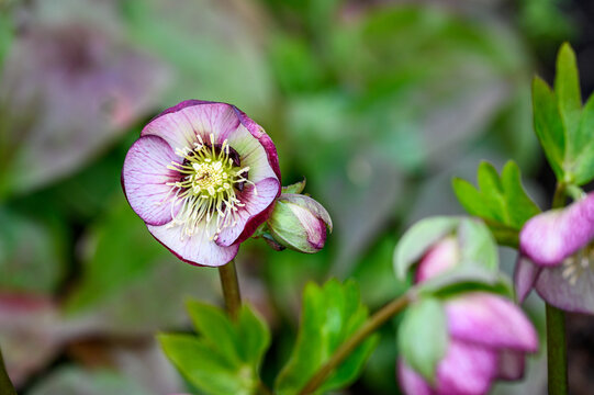 White and burgundy flowers blooming on a hellebore plant in a winter garden
