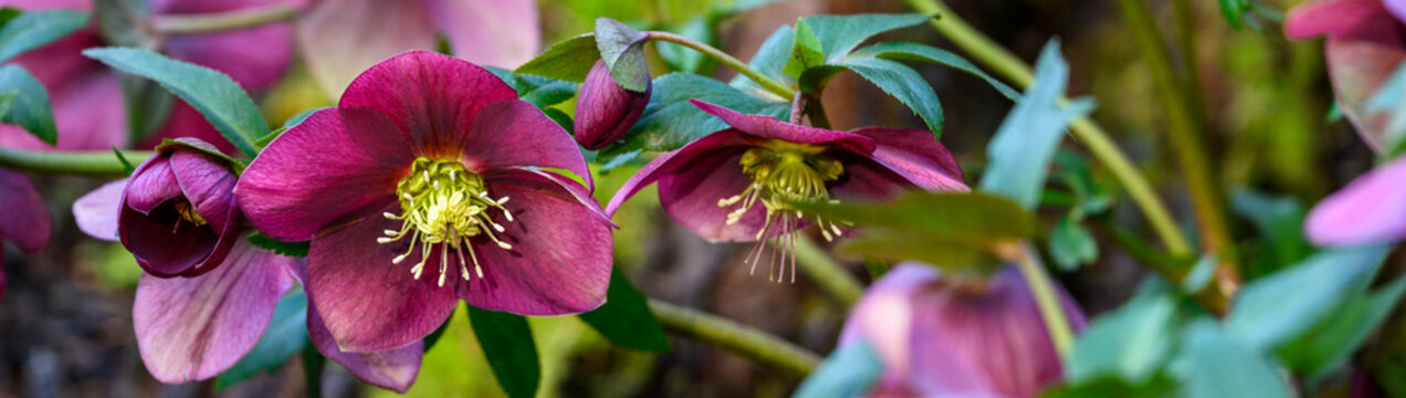 Dark burgundy flowers blooming on a hellebore plant on a sunny day in a winter garden
