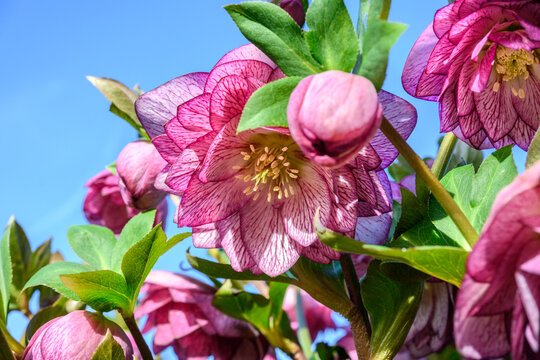 Closeup of a maroon hellebore plant from a low angle blooming on a sunny day, against a blue sky
