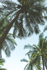 Fototapeta na wymiar Coconut tree or palm tree with green leaf when looking up.