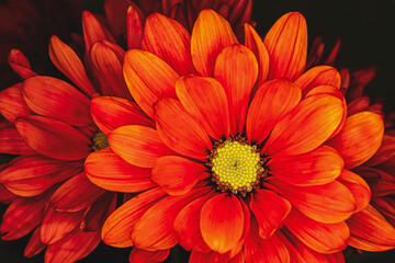 Overhead of a grouping red colored daisies