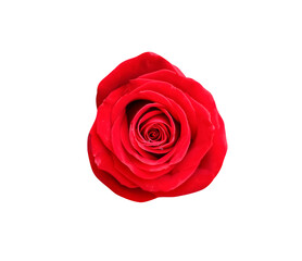 Single red rose flower isolated on white background top view , clipping path