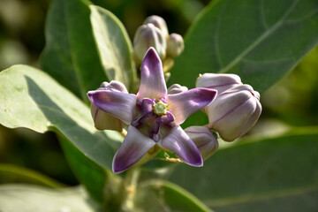 Close up soft purple Crown flower or Giant Indian milkweed in nature. (Scientific name Calotropis...