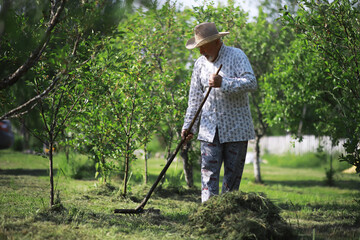 An elderly farmer cleans up the cut hay. A gray-haired man mows the grass in the meadow.