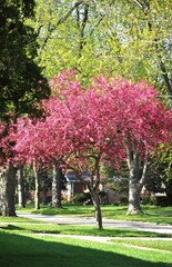 Naklejka premium Blooming crab apple tree in Chicago suburbs. 