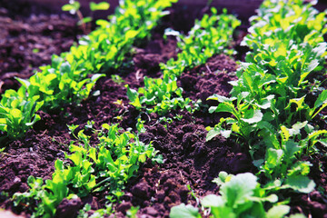 Greenery in a greenhouse. Fresh greens in the spring on the beds. Young sprouts of seedlings in the garden.