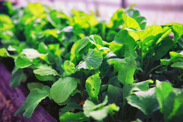 Greenery in a greenhouse. Fresh greens in the spring on the beds. Young sprouts of seedlings in the...