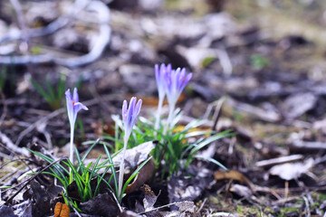 Plants and flowers macro. Detail of petals and leaves at sunset. Natural nature background.