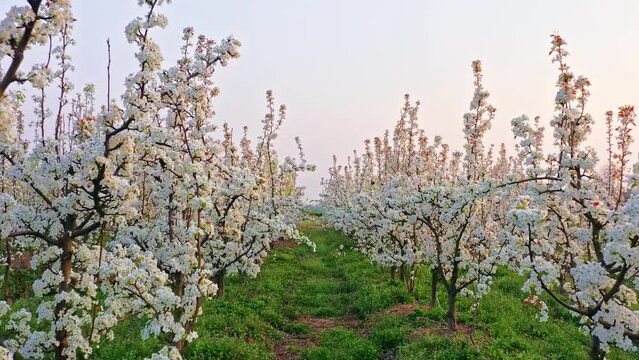 White pear flowers bloom in the spring garden. Beautiful pear blossoms natural landscape in the orchard. Drone travels through the woods. 4K real time footage.