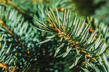 Naklejka na ściany i meble Close up of pine needles with prickly looks