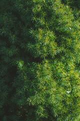 A white spruce with the sun shining brightly