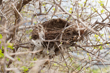 Abandoned bird's nest in an African Boxthorn bush