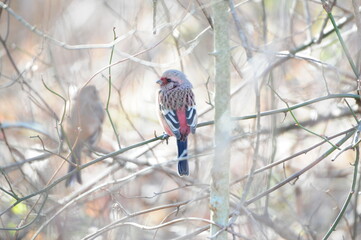 渡良瀬遊水地にいたベニマシコ
