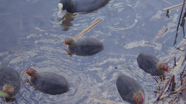 Small, new born ducks on the pond. 