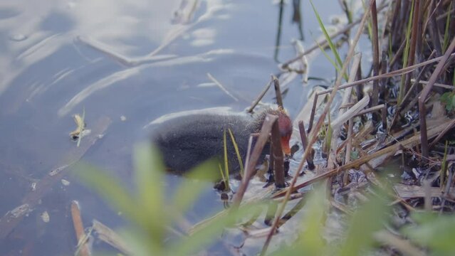 Small, new born ducks on the pond. 