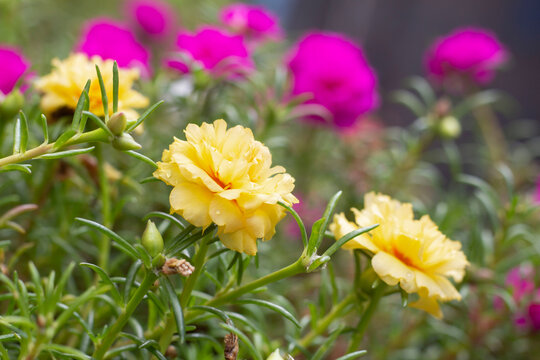 Beautiful portulaca flower bloom in the garden with drops in the morning.