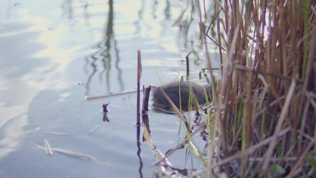 Small, new born ducks on the pond.  Awesome wild closeup shot of nature scene in slow motion. 