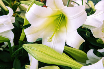 Winter has passed and the colorful lilies are coming out to bloom